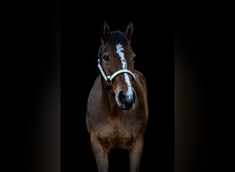 Quarter horse américain, Hongre, 9 Ans, 159 cm, Bai