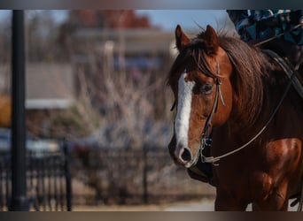Quarter horse américain, Hongre, 9 Ans, 160 cm, Alezan brûlé