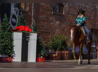 Quarter horse américain, Hongre, 9 Ans, 160 cm, Alezan brûlé