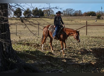 Quarter horse américain, Hongre, 9 Ans, 160 cm, Alezan brûlé