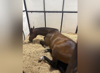 Quarter horse américain, Hongre, 9 Ans, 160 cm, Bai cerise
