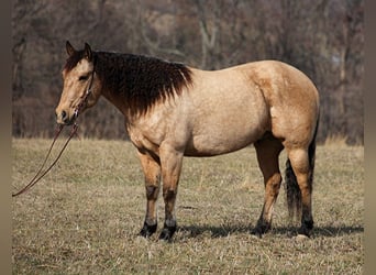 Quarter horse américain, Hongre, 9 Ans, 160 cm, Bai clair