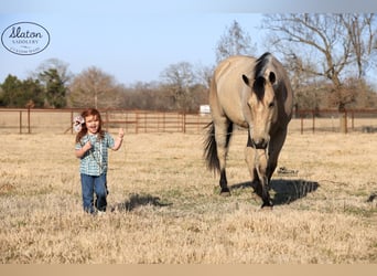 Quarter horse américain, Hongre, 9 Ans, 160 cm, Buckskin