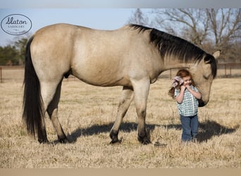 Quarter horse américain, Hongre, 9 Ans, 160 cm, Buckskin