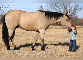 Quarter horse américain, Hongre, 9 Ans, 160 cm, Buckskin