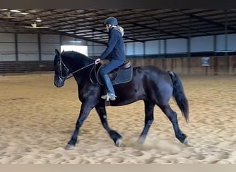 Quarter horse américain, Hongre, 9 Ans, 160 cm, Noir