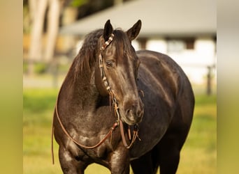 Quarter horse américain, Hongre, 9 Ans, 160 cm, Rouan Bleu