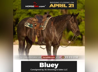 Quarter horse américain, Hongre, 9 Ans, 160 cm, Rouan Bleu