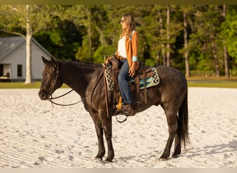 Quarter horse américain, Hongre, 9 Ans, 160 cm, Rouan Bleu