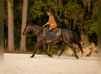 Quarter horse américain, Hongre, 9 Ans, 160 cm, Rouan Bleu
