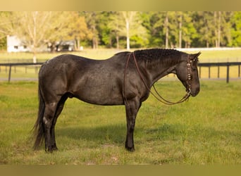 Quarter horse américain, Hongre, 9 Ans, 160 cm, Rouan Bleu
