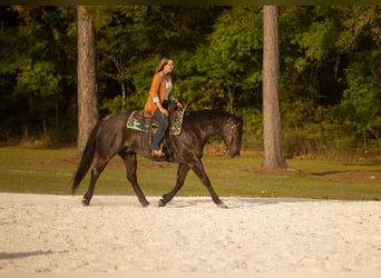 Quarter horse américain, Hongre, 9 Ans, 160 cm, Rouan Bleu