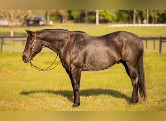 Quarter horse américain, Hongre, 9 Ans, 160 cm, Rouan Bleu