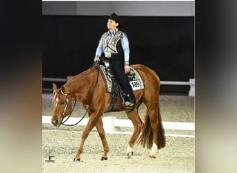 Quarter horse américain, Hongre, 9 Ans, 163 cm, Alezan