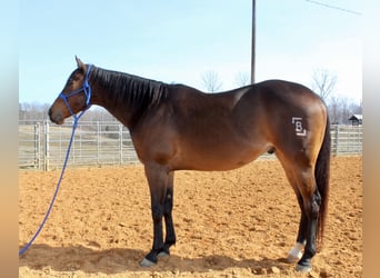 Quarter horse américain, Hongre, 9 Ans, 163 cm, Bai cerise