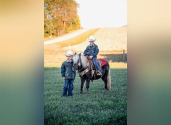 Quarter horse américain, Hongre, 9 Ans, 94 cm, Bai