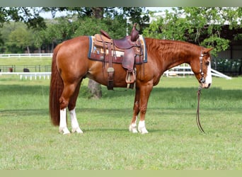 Quarter horse américain, Hongre, 9 Ans, Alezan cuivré