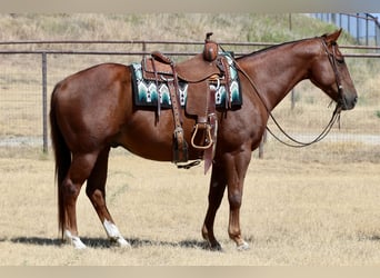 Quarter horse américain, Hongre, 9 Ans, Alezan cuivré