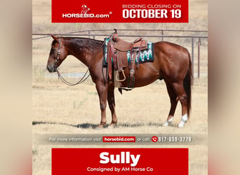 Quarter horse américain, Hongre, 9 Ans, Alezan cuivré