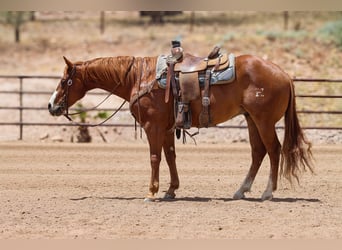 Quarter horse américain, Hongre, 9 Ans, Alezan cuivré