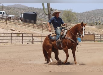 Quarter horse américain, Hongre, 9 Ans, Alezan cuivré