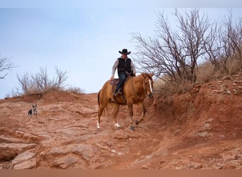 Quarter horse américain, Hongre, 9 Ans, Alezan dun