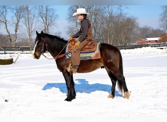 Quarter horse américain, Hongre, 9 Ans, Bai brun