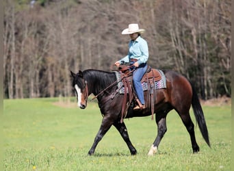 Quarter horse américain, Hongre, 9 Ans, Bai brun
