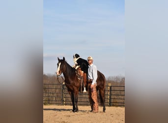 Quarter horse américain, Hongre, 9 Ans, Bai cerise