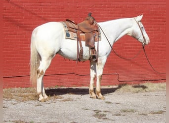 Quarter horse américain, Hongre, 9 Ans, Blanc