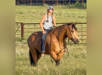 Quarter horse américain, Hongre, 9 Ans, Buckskin
