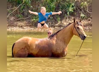 Quarter horse américain, Hongre, 9 Ans, Buckskin