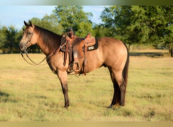 Quarter horse américain, Hongre, 9 Ans, Buckskin