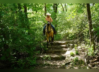 Quarter horse américain, Hongre, 9 Ans, Buckskin