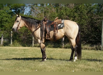 Quarter horse américain, Hongre, 9 Ans, Buckskin