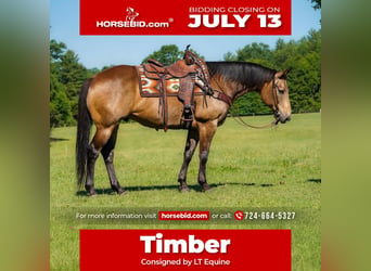 Quarter horse américain, Hongre, 9 Ans, Buckskin