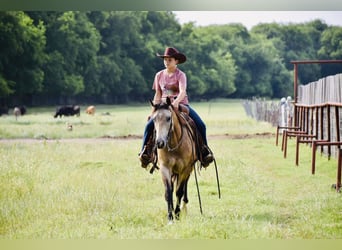 Quarter horse américain, Hongre, 9 Ans, Buckskin