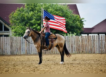 Quarter horse américain, Hongre, 9 Ans, Buckskin