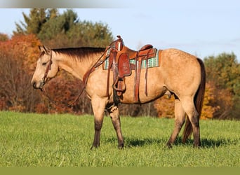 Quarter horse américain, Hongre, 9 Ans, Buckskin