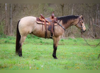 Quarter horse américain, Hongre, 9 Ans, Buckskin