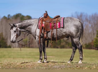 Quarter horse américain, Hongre, 9 Ans, Gris