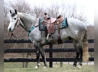Quarter horse américain, Hongre, 9 Ans, Gris pommelé