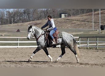 Quarter horse américain, Hongre, 9 Ans, Gris pommelé