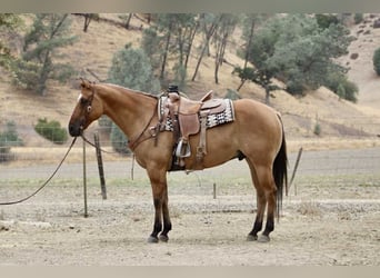 Quarter horse américain, Hongre, 9 Ans, Isabelle