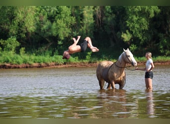 Quarter horse américain, Hongre, 9 Ans, Palomino
