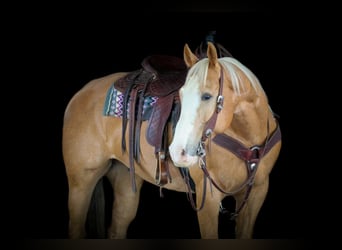 Quarter horse américain, Hongre, 9 Ans, Palomino