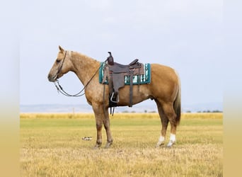 Quarter horse américain, Hongre, 9 Ans, Palomino