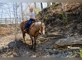 Quarter horse américain, Hongre, 9 Ans, Palomino