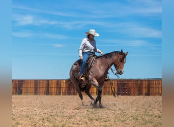 Quarter horse américain, Hongre, 9 Ans, Roan-Bay