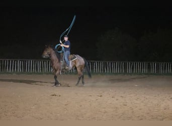 Quarter horse américain, Hongre, 9 Ans, Roan-Bay